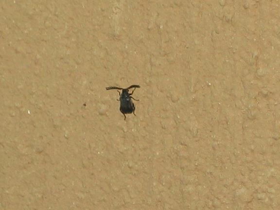 Bruchidius sp.